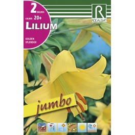 Bulbo de lilium Jumbo golden splendor (cajetín 40 unidades)