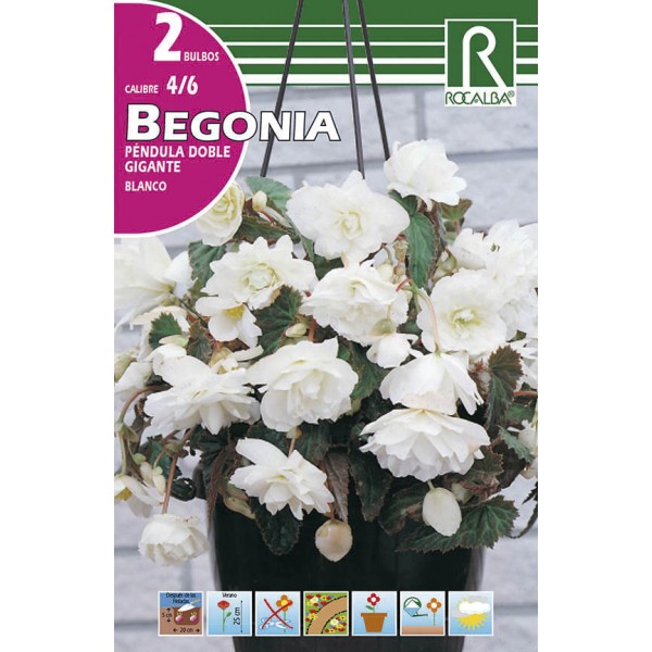 Bulbo de Begonia péndula doble gigante blanco (cajetín 50 unidades) -  GardenProfesional