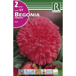 Bulbo de Begonia fimbriata rosa (cajetín 50 unidades)