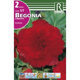Bulbo de Begonia fimbriata escarlata (cajetín 50 unidades)