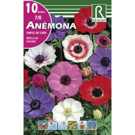 Bulbo de anémona simple de caén mezcla de colores (cajetín 200 unidades)