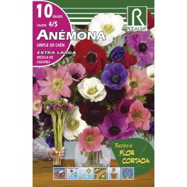 Bulbo de anémona simple de caén extra larga mezcla de colores (cajetín 200 unidades)