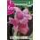 Bulbo de canna hoja marrón rosa (cajetín 20 unidades)