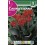 Bulbo de canna enana hoja marrón rojo (cajetín 20 unidades)