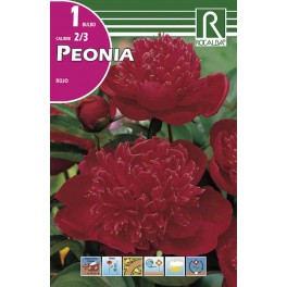 Bulbo de poenia rojo (cajetín 20 unidades)