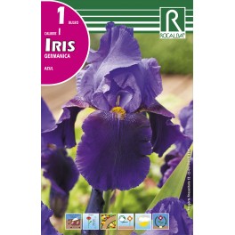 Bulbo de iris germanica azul (cajetín 25 unidades)