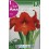 Bulbo de amaryllis naranja  (cajetín 15 unidades)