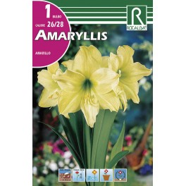 Bulbo de amaryllis amarillo (cajetín 15 unidades)