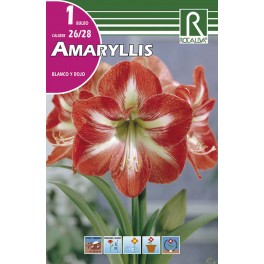 Bulbo de amaryllis blanco y rojo (cajetín 15 unidades)