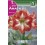 Bulbo de amaryllis blanco y rojo (cajetín 15 unidades)
