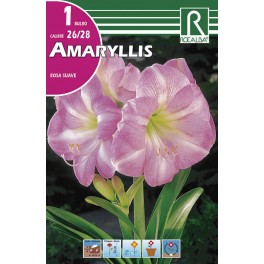 Bulbo de amaryllis rosa suave (cajetín 15 unidades)