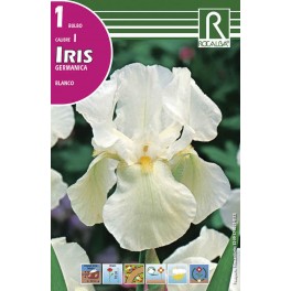 Bulbo de iris germanica blanco (cajetín 25 unidades)