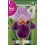 Bulbo de iris germanica malva (cajetín 25 unidades)