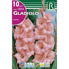 Bulbo de Gladiolo applause (bolsa litografiada 10 unidades)