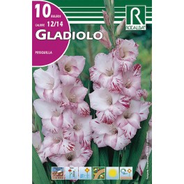 Bulbo de Gladiolo prisquilla (bolsa litografiada 10 unidades)
