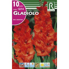 Bulbo de Gladiolo wig's sensation (bolsa litografiada 10 unidades)