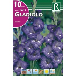 Bulbo de Gladiolo blue isle (bolsa litografiada 10 unidades)