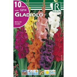 Bulbo de Gladiolo mezcla de colores (bolsa litografiada 10 unidades)