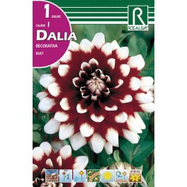 Bulbo de Dalia decorativa duet (bolsa litografiada 1 unidad)