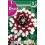 Bulbo de Dalia decorativa duet (bolsa litografiada 1 unidad)
