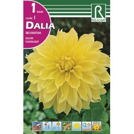 Bulbo de Dalia decorativa kelvin floodlight  (bolsa litografiada 1 unidad)