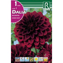 Bulbo de Dalia decorativa arabian night (bolsa litografiada 1 unidad)
