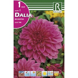 Bulbo de Dalia decorativa lilac time (bolsa litografiada 1 unidad)