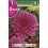 Bulbo de Dalia decorativa lilac time (bolsa litografiada 1 unidad)