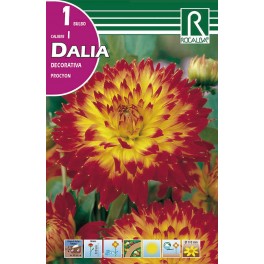 Bulbo de Dalia decorativa procyon (bolsa litografiada 1 unidad)