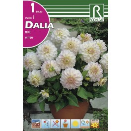 Bulbo de Dalia mini wittem (bolsa litografiada 1 unidad)