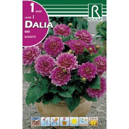 Bulbo de Dalia mini bluesette (bolsa litografiada 1 unidad)