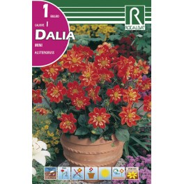 Bulbo de Dalia mini alstergruss (bolsa litografiada 1 unidad)