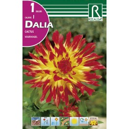 Bulbo de Dalia cactus ludwig helfert (bolsa litografiada 1 unidad)