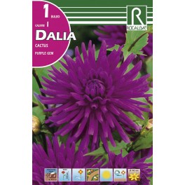 Bulbo de Dalia cactus purple gem (bolsa litografiada 1 unidad)