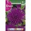 Bulbo de Dalia cactus purple gem (bolsa litografiada 1 unidad)
