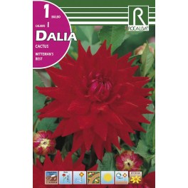 Bulbo de Dalia cactus witteman's best (bolsa litografiada 1 unidad)
