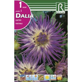 Bulbo de Dalia cactus veritable (bolsa litografiada 1 unidad)