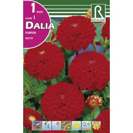 Bulbo de Dalia pompon nescio (bolsa litografiada 1 unidad)