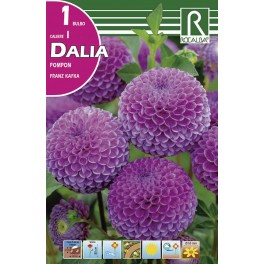 Bulbo de Dalia pompon nescio (bolsa litografiada 1 unidad)