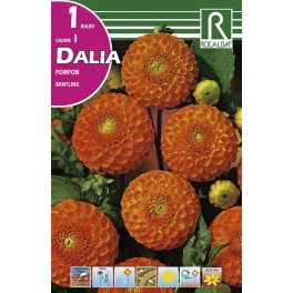 Bulbo de Dalia pompon bantling (bolsa litografiada 1 unidad)