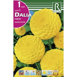 Bulbo de Dalia pompon golden scepter(bolsa litografiada 1 unidad)