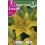Bulbo de Lilium dreamland (bolsa litografiada 2 unidades)