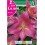 Bulbo de Lilium sugar jewel (bolsa litografiada 2 unidades)