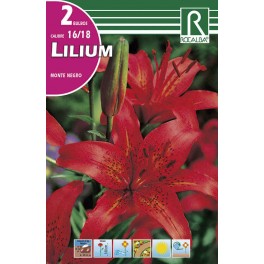 Bulbo de Lilium monte negro (bolsa litografiada 2 unidades)