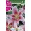 Bulbo de Lilium mona lisa (bolsa litografiada 2 unidades)