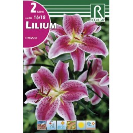 Bulbo de Lilium stargazer (bolsa litografiada 2 unidades)