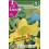 Bulbo de Lilium jumbo golden splendor (bolsa litografiada 2 unidades)