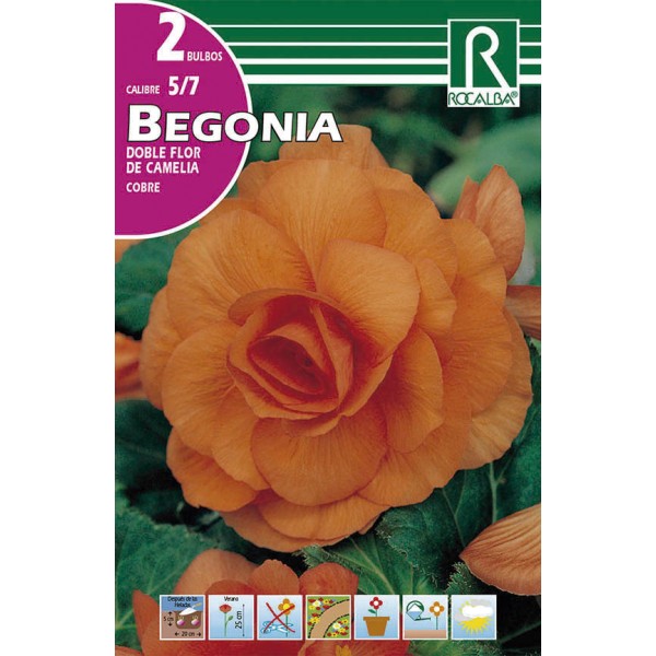Bulbo de Begonia doble flor de camelia cobre (bolsa litografiada 2  unidades) - GardenProfesional