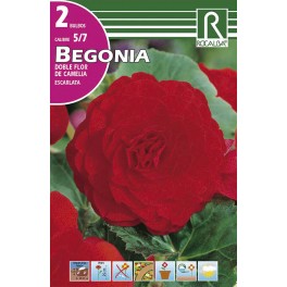 Bulbo de Begonia doble flor de camelia escarlata  (bolsa litografiada 2 unidades)