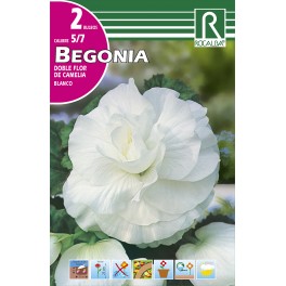 Bulbo de Begonia doble flor de camelia blanco (bolsa litografiada 2 unidades)